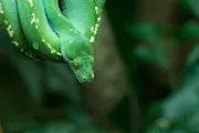 Python: Everything a Beginner Needs to Know