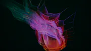 How to Learn Data Science: Python vs R